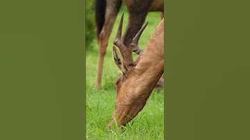 االآيات من 32 إلى 38 من سورة الحجر بصوت الشيخ #بيشة_قادر_الكردي