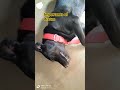 important of sleeping 😌 #comedy #funny #memes #viralvideo #dog #labrador #youtubeshorts #cute #love