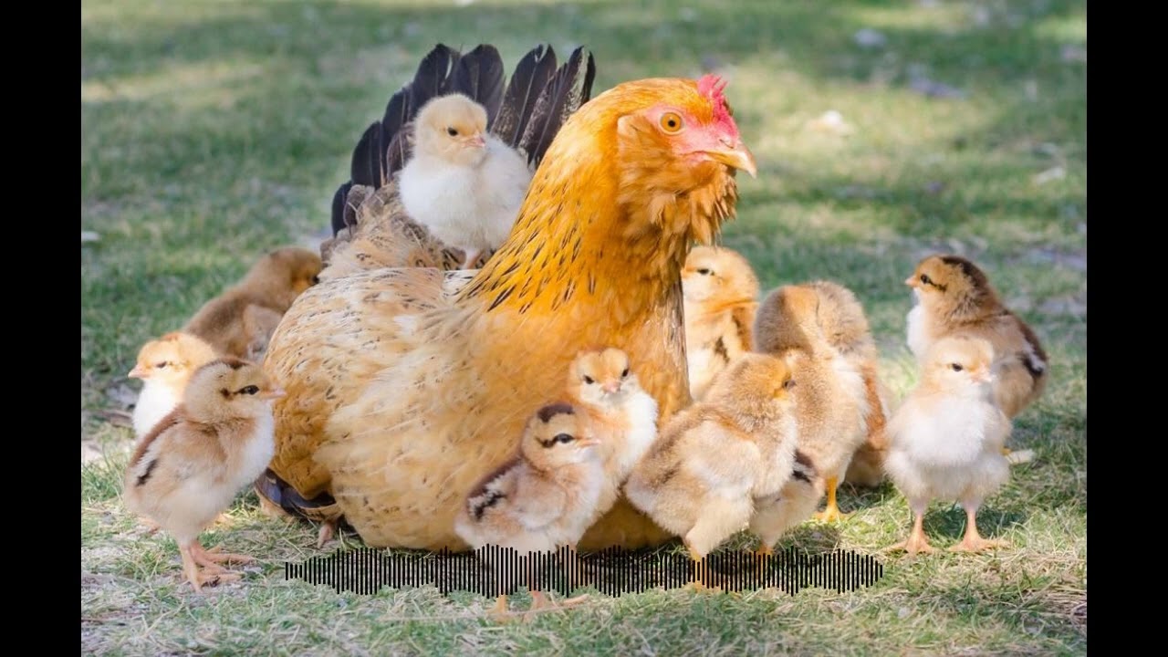 Chickycast: On shopping with five children