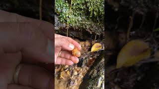 gold stones on the riverbank #gold #goldmining #mine #mining #golden #nature #adventure #goldprice
