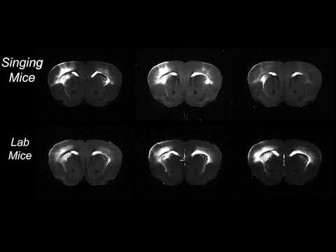What can singing mice say about human speech?