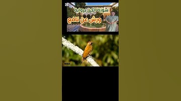 الجزء الثاني :تلاوة ماتيسر من سورة الجن برواية ورش عن نافع ونسأل الله أن يجعل القرءان ربيع قلوبنا