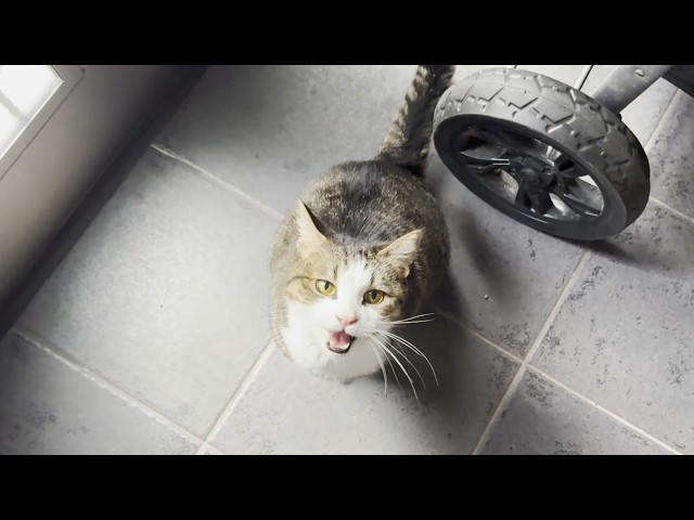猫のオルゴナイト 訳ありの為ご理解の上ご検討ください。 猫の