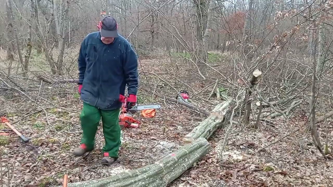 🌳🌳🌳🪵🪵🪵 une mâtiné aux bois pour abattage d'arbre et débitage avec romain et Christian 🪵🪵🪵🌳🌳🌳