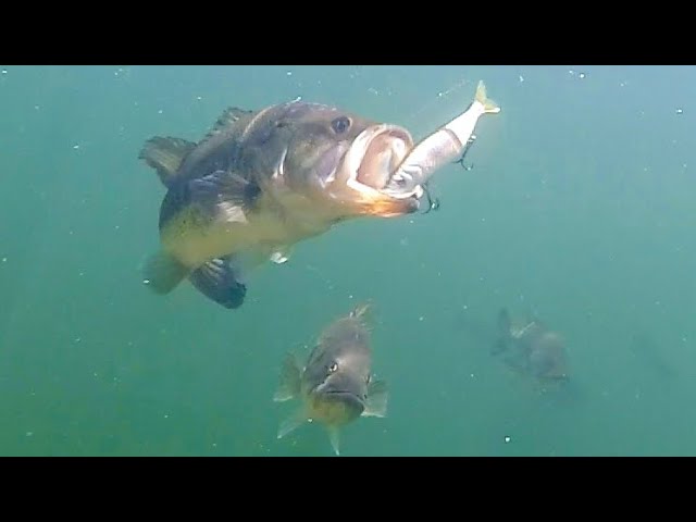 Bass Attacking Big Swimbaits!! Epic Underwater Footage!! 