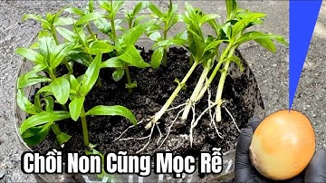 Mẹo Làm Kích Rể Tại Nhà Bằng Một Củ Hành Tây/ Chồi Non Cũng Phải Mọc Rễ Như Điên 