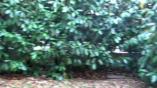 MVI_2819.AVI