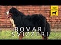 BOVARI SVIZZERI, del BERNESE e dell' APPENZEL trailer documentario