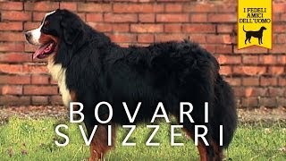 BOVARI SVIZZERI, del BERNESE e dell' APPENZEL trailer documentario