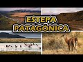 Ecorregiones de Argentina: La estepa patagónica