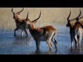 Red Lechwe - Okavango Delta