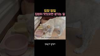 집에와서 처음 먹은 밥.. 맘에 들어??| A puppy's very first meal on his adoption day😘
