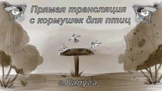 #1 Большая синица Онлайн-трансляция - 16-17 ноября 2022 года. город Калуга