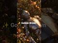 ✨ Golden Brown Ringtone 🔔 | Trending Tone 2026