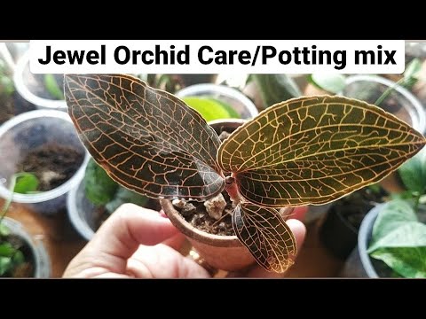 Jewel Orchid care/Watering/Jewel orchid potting/Terrestrial Orchid/Jewel  orchid potting mix/Orchid