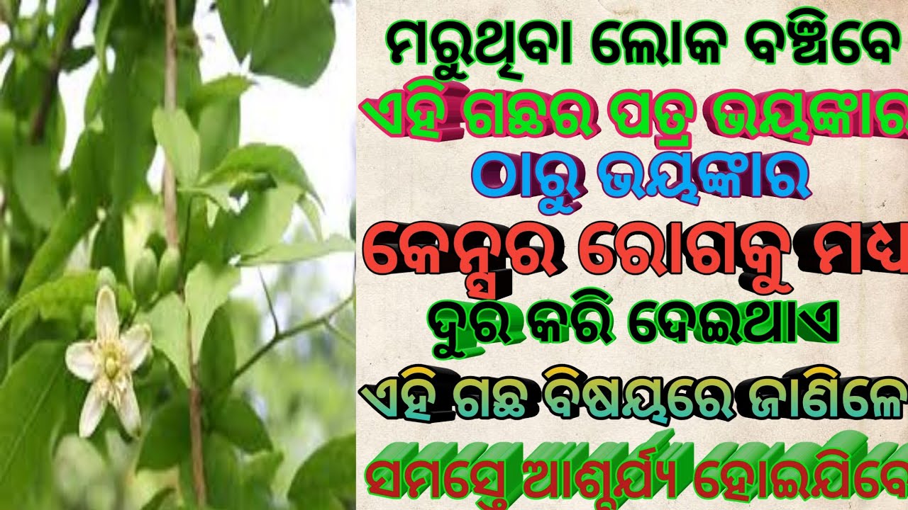 tantravidya Ayurvedic Jungle Bell tree Bell tree jingle bell tree