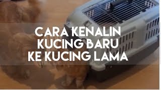 CARA KENALIN KUCING BARU KE KUCING LAMA | MY CATS DIARY #13