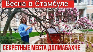 Стамбул весной. Во дворце Долмабахче цветет магнолия🌸 Идём смотреть бесплатно 🌸