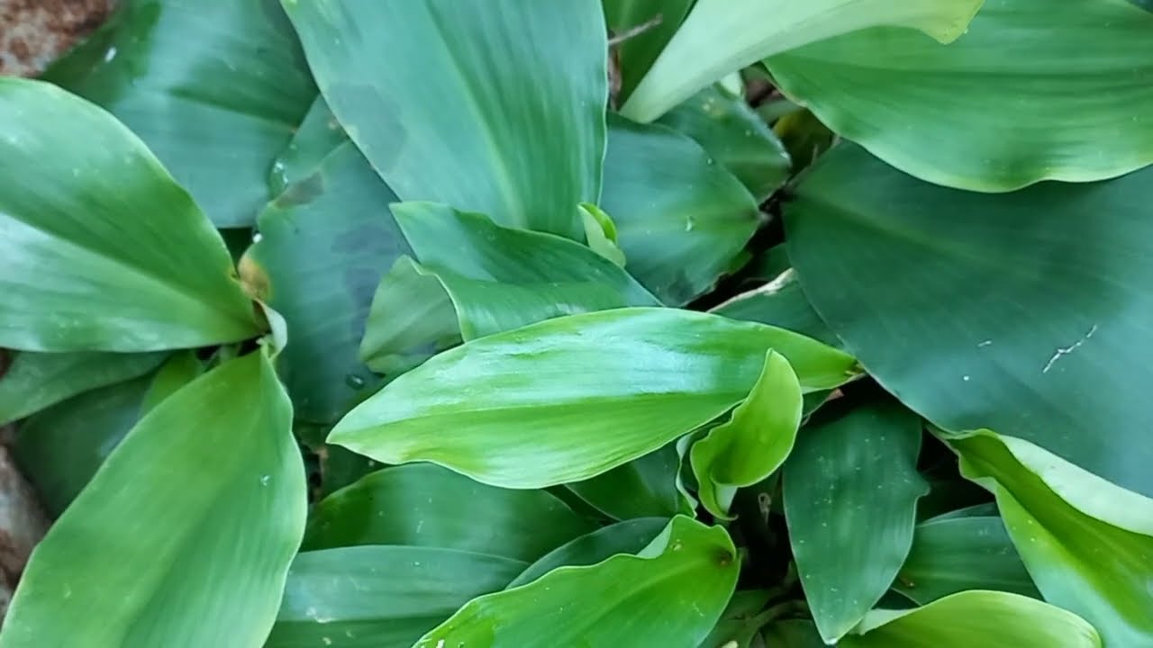 JAVA GALANGAL/environment/Sri Lanka 🇱🇰 - YouTube