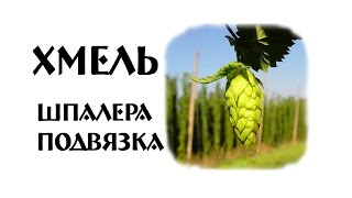 Свой Хмель для Пива | Шпалера | Подвязка(, 2017-05-01T18:17:05.000Z)