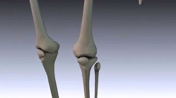 3D Printed Scaffold for Bone Repair