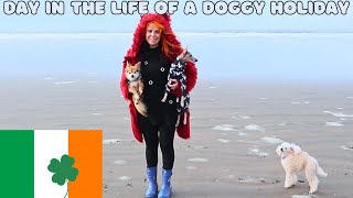 Day in the life of a dog holiday in ireland by Cece Canino My Life With Dogs 48 views 2 months ago 6 minutes, 47 seconds