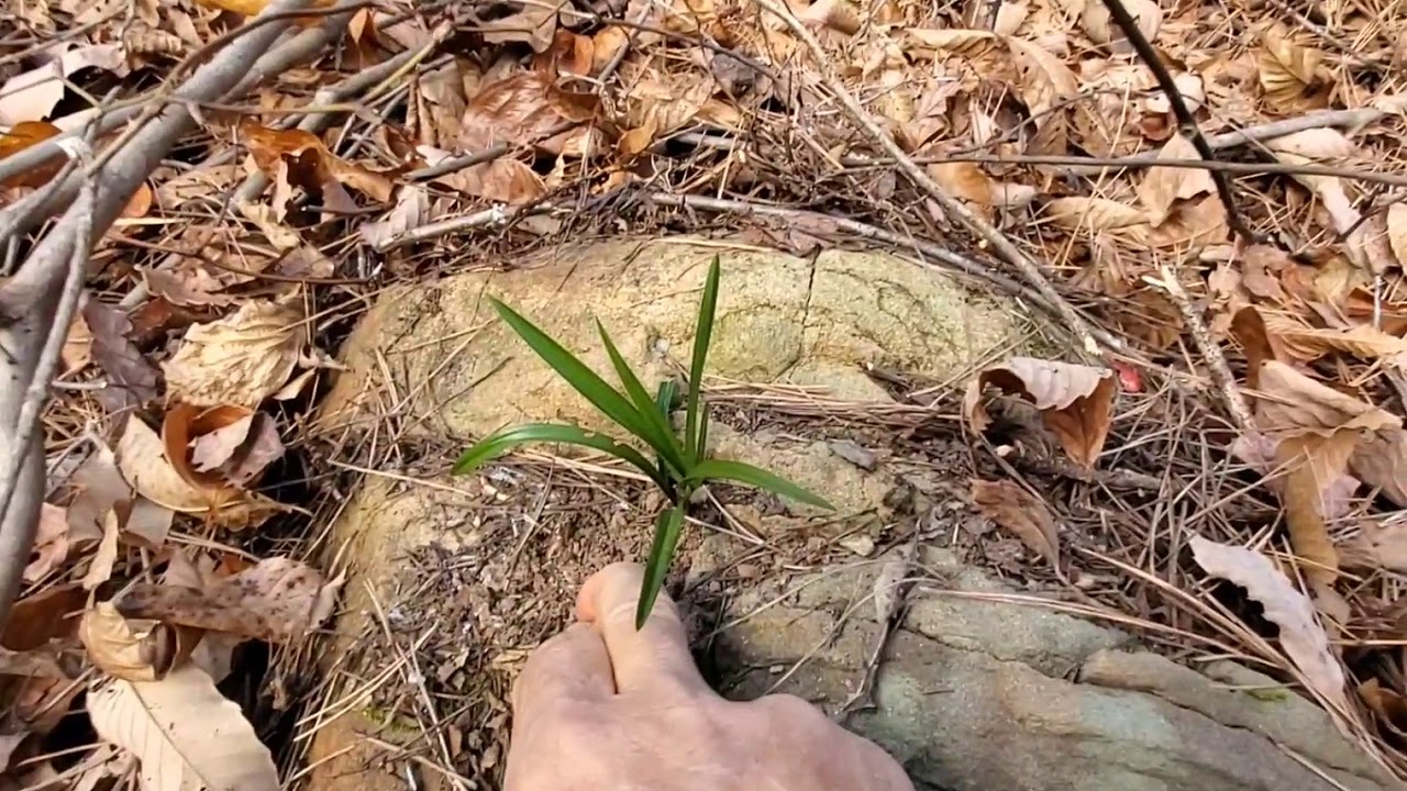 [한국춘란] 자생춘란 산행  산 전체가 
