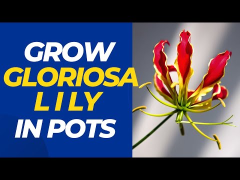 Video: Climbing Lily Care - Cómo cultivar lirios Gloriosa