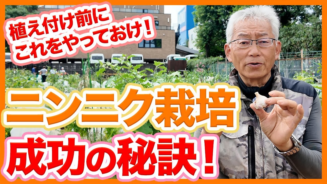 The secret to successful garlic cultivation in your home garden or
