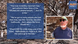 Experts Care for Banyan Tree in Lahaina after deadly wildfire on Maui