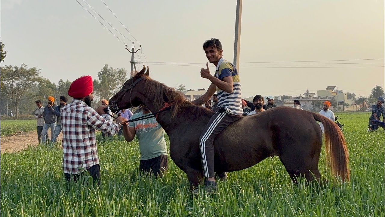 📍Bhauwal (Ropar) || Horse Racing || 10 Feb’25🏇🏇 - YouTube