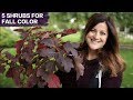 5 Awesome Shrubs for Fall Color // Garden Answer