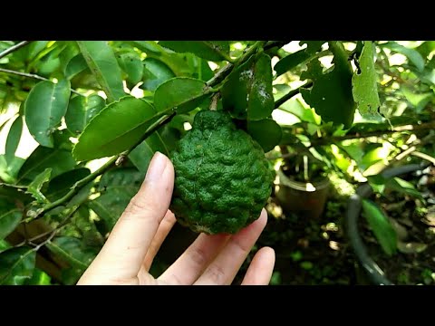 Buah jeruk wangi, buah sawo, buah kelengkeng, cabe rawit merah,bunga