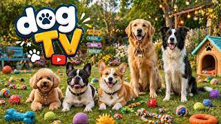 Home Alone Dog TV: 24/7 Calming Videos to Reduce Anxiety &amp; Fear