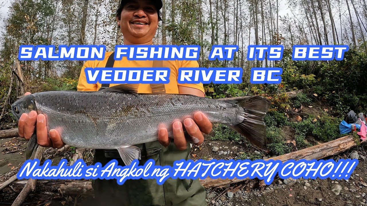 SALMON FISHING AT ITS BEST | VEDDER RIVER BC #salmonfishing #cohosalmon #salmon#chilliwackbc