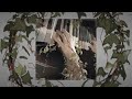 BCNO 5th Album - Kith and Kin - Trailer