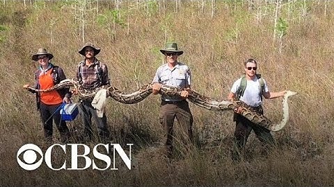 Massive python found in Florida wildlife preserve