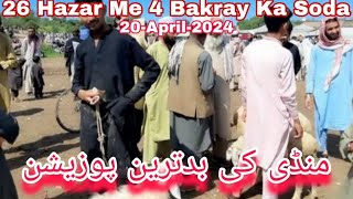 kohat kpk bakra mandi Me Qurbani 2024 Ka Bakra | 20-April-2024| kohat kpk Bakra Mandi Bakra mandi