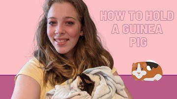 How to pick up and hold a guinea pig.