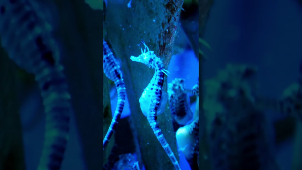 Incredible Seahorse Aquarium