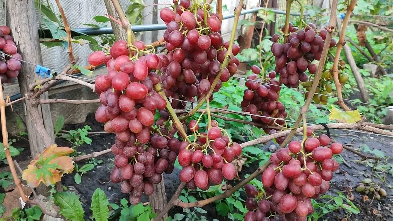 Виноград снежок описание сорта фото отзывы
