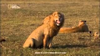 Funny lion laughing