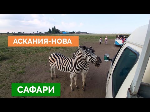 Заповедник Аскания-Нова: впечатления о САФАРИ