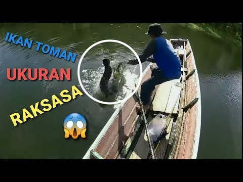 mancing-ikan-toman-ukuran-raksasa-😱