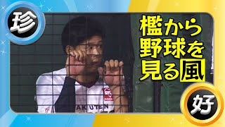 檻から野球を見たり、色々【6月・7月(珍)】