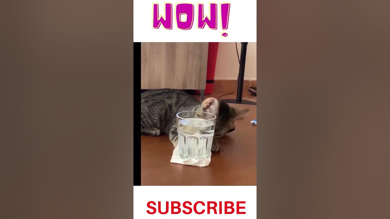 Cat Pushes Glass Off Table Thug Life Thug Cat knocks glass off table | Animal lover - YouTube