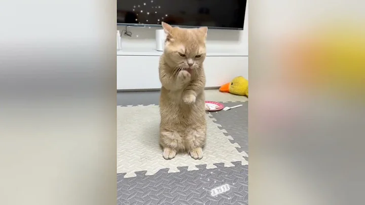 Video 8792351: cats catlover kitten, cats kitten compilation, funny cat