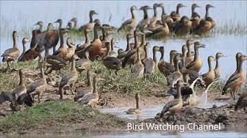 Lesser Whistling Duck on the Lagoon  #bird #birding #birdwatching