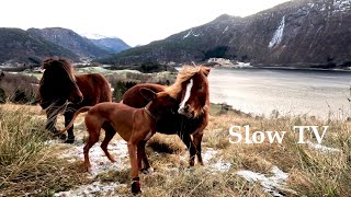 Dog and horse playing and having fun | Minihorse, Rhodesian Ridgeback | slow TV, no talking