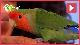 Groot En Klein  Zin In Zappelin  Npo Zappelin